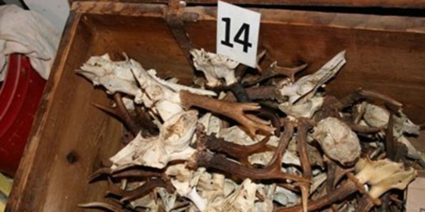 Životinjske lubanje (Foto: Tportal.hr)