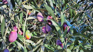 Put masline od stabla do djevicanskog ulja, Foto: Leo Banic Put masline od stabla do djevicanskog ulja, Foto: Leo Banic