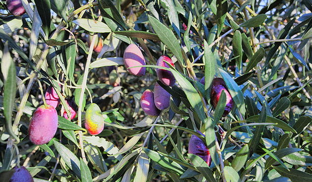 Put masline od stabla do djevicanskog ulja, Foto: Leo Banic