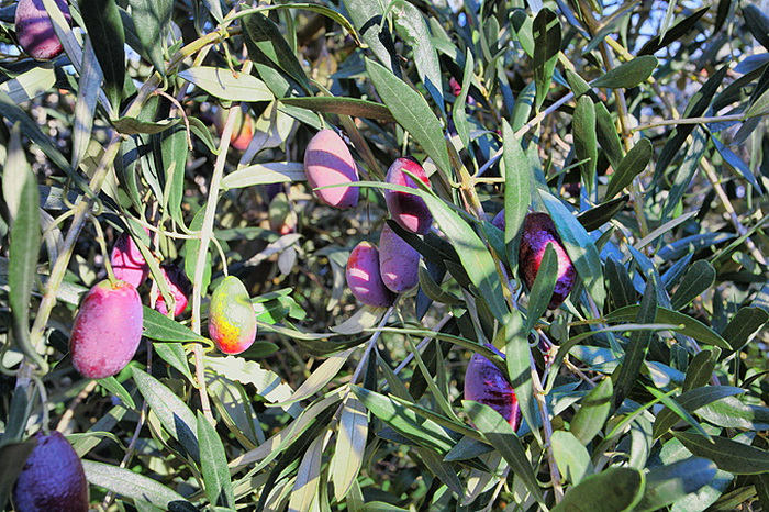 Put masline od stabla do djevicanskog ulja, Foto: Leo Banic Put masline od stabla do djevicanskog ulja, Foto: Leo Banic