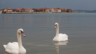 Labudovi u Bibinjama 10. siječnja 2013, Foto: Leo Banić