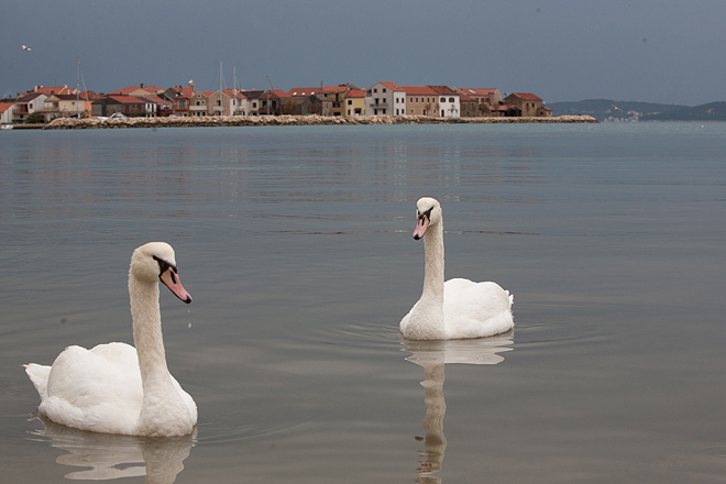 Labudovi u Bibinjama 10. siječnja 2013, Foto: Leo Banić