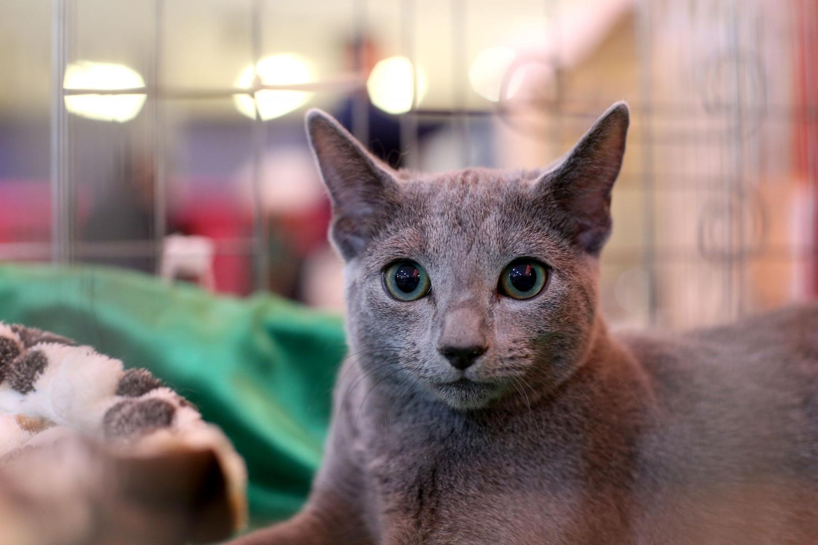 Pogledajte kako je bilo na Međunarodnoj izložbi mačaka u Westgateu