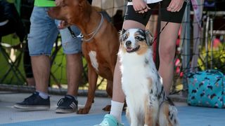 Međunarodna izložba pasa CACIB 2023