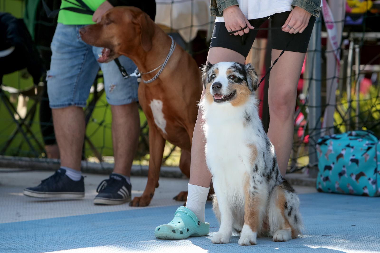 Međunarodna izložba pasa CACIB 2023
