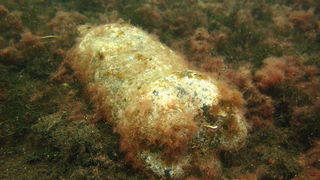 Biograd na Moru: Akcija ciscenja podmorja u uvali Jaz “Cistimo zajedno”