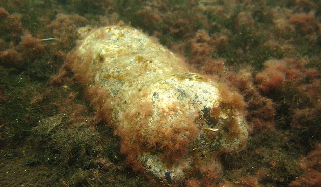 Biograd na Moru: Akcija ciscenja podmorja u uvali Jaz “Cistimo zajedno”