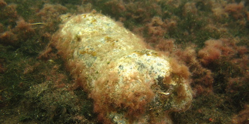 Biograd na Moru: Akcija ciscenja podmorja u uvali Jaz “Cistimo zajedno”