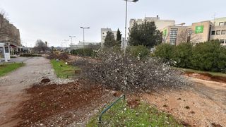 Na Bulevaru posječena stabla lipe stara 40 godina