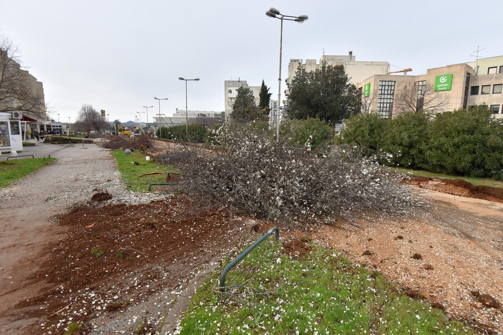Na Bulevaru posječena stabla lipe stara 40 godina