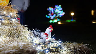 Cazma, 060412.
Obitelj Salaj iz Grabovnice kraj Cazme po prvi je put po uzoru na bozicni ugodjaj priredila i “Uskrsnu pricu”. Za tu su priliku imanje ukrasili s 2700 pisanica, zeceva, pilica i pijetlova koji svijetle po noci i ostavljaju posjetioce bez da