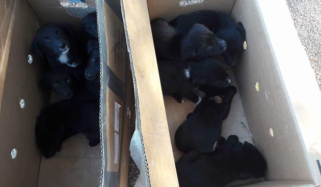 Zadarski azil: 10 bebača od 2 mjeseca izbačenih na ulicu