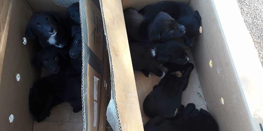 Zadarski azil: 10 bebača od 2 mjeseca izbačenih na ulicu Zadarski azil: 10 bebača od 2 mjeseca izbačenih na ulicu