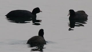 Liske u uvali Bregdetti