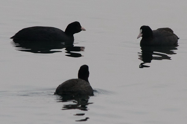 Liske u uvali Bregdetti