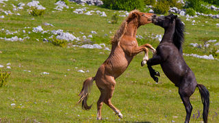 Divlji konji Velebita, foto: Leo Banic