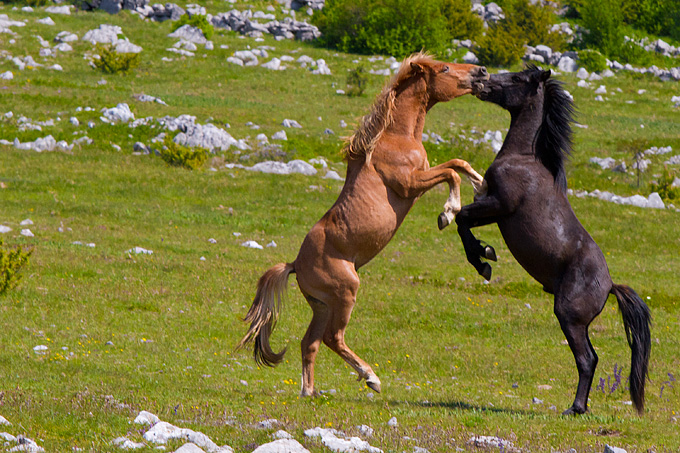 Divlji konji Velebita, foto: Leo Banic
