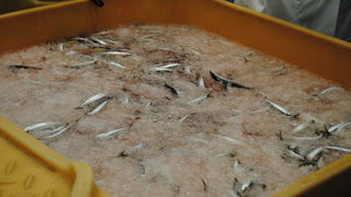 Svečano obilježen Dan općine Poličnik Svečano obilježen Dan općine Poličnik