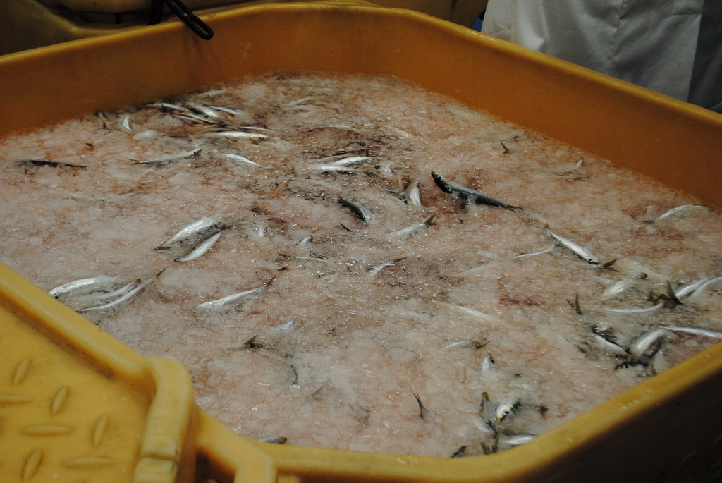 Svečano obilježen Dan općine Poličnik Svečano obilježen Dan općine Poličnik