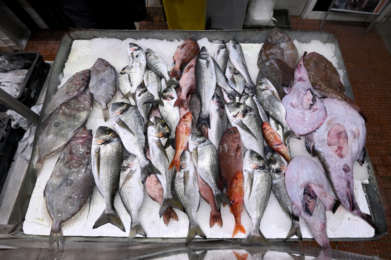 Bogata ponuda ribe na gradskoj ribarnici Bogata ponuda ribe na gradskoj ribarnici