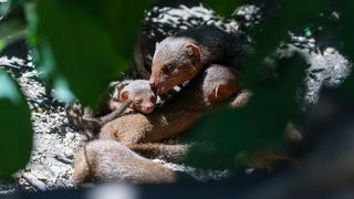 Mladunci patuljastog mungosa novi su stanovnici Zoološkog vrta Mladunci patuljastog mungosa novi su stanovnici Zoološkog vrta