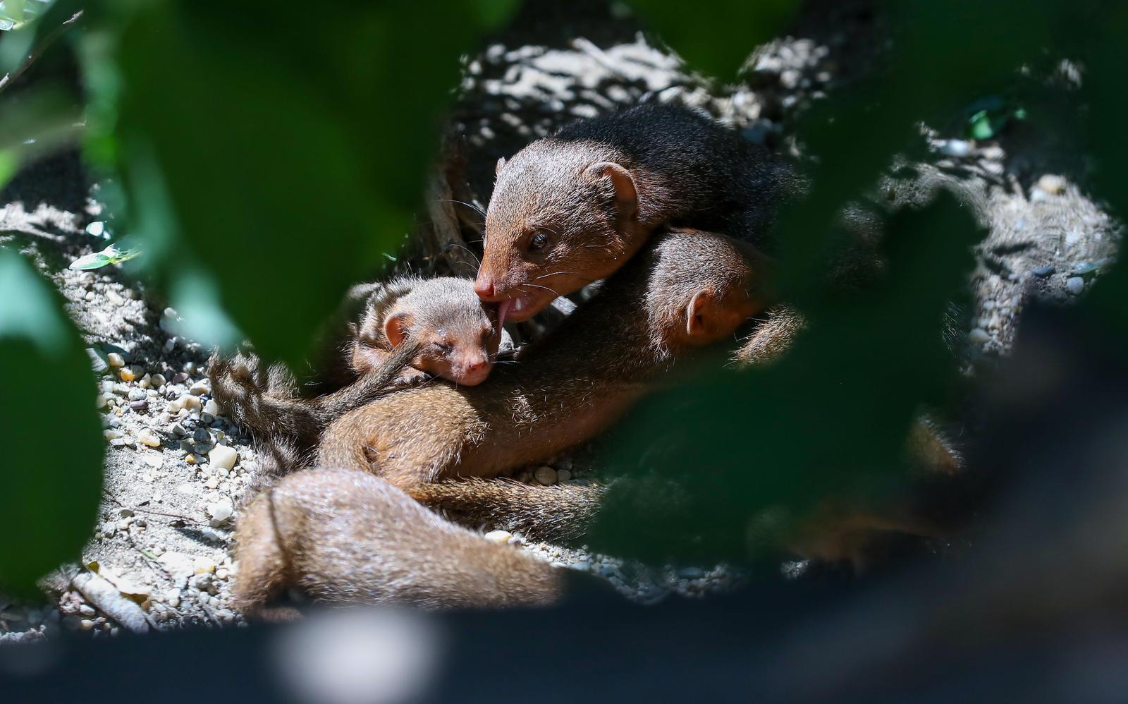 Mladunci patuljastog mungosa novi su stanovnici Zoološkog vrta Mladunci patuljastog mungosa novi su stanovnici Zoološkog vrta
