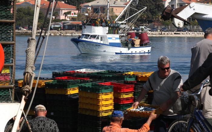 Zadar, 290312.
Proteklih dana lijepo vrijeme posluzilo je ribarima. 
Na fotografiji: ribari iskrcavaju frisku ribu na Liburnijskoj obali u Zadru.
Foto: Andrija Lucic /  Cropix