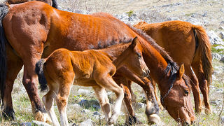 Divlji konji na Velebitu, foto: Leo Banić
