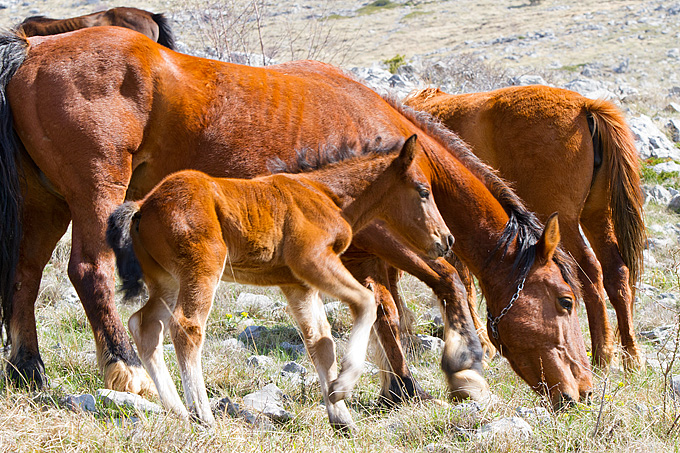 Divlji konji na Velebitu, foto: Leo Banić