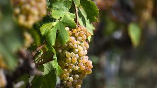 Vinogradi u Donjem polju kod Šibenika prepuni su zdravog crnog i bijeloga grozđa a ovih dana očekuju se i prve prve berbe. Photo: Hrvoje Jelavić/PIXSELL Vinogradi u Donjem polju kod Šibenika prepuni su zdravog crnog i bijeloga grozđa a ovih dana očekuju se i prve prve berbe. Photo: Hrvoje Jelavić/PIXSELL