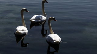 Zadar, 110311.
Omanje jato labudova u uvali Bregdeti u zadarskim Arbanasima. Labudovi su se kupali i uredjivali neposredno uz obalu pa su ih brojni zadrani mogli vidjeti iz bliza, uzivati u njihovoj ljepoti i gracioznosti.
Foto: Jure Miskovic / CROPIX Zadar, 110311.
Omanje jato labudova u uvali Bregdeti u zadarskim Arbanasima. Labudovi su se kupali i uredjivali neposredno uz obalu pa su ih brojni zadrani mogli vidjeti iz bliza, uzivati u njihovoj ljepoti i gracioznosti.
Foto: Jure Miskovic / CROPIX