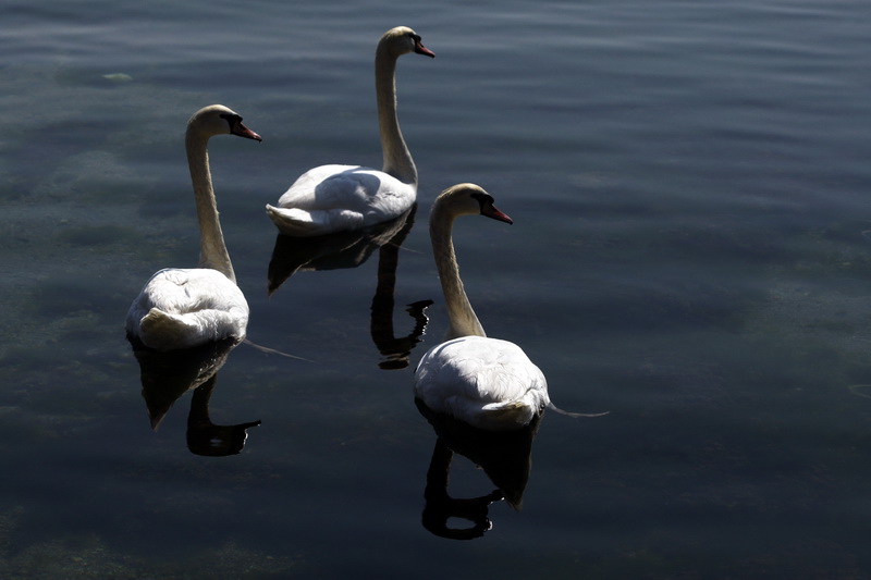Zadar, 110311.
Omanje jato labudova u uvali Bregdeti u zadarskim Arbanasima. Labudovi su se kupali i uredjivali neposredno uz obalu pa su ih brojni zadrani mogli vidjeti iz bliza, uzivati u njihovoj ljepoti i gracioznosti.
Foto: Jure Miskovic / CROPIX Zadar, 110311.
Omanje jato labudova u uvali Bregdeti u zadarskim Arbanasima. Labudovi su se kupali i uredjivali neposredno uz obalu pa su ih brojni zadrani mogli vidjeti iz bliza, uzivati u njihovoj ljepoti i gracioznosti.
Foto: Jure Miskovic / CROPIX