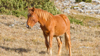 Velebitski divlji konji, Foto: Leo Banić