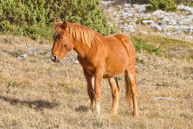 Velebitski divlji konji, Foto: Leo Banić