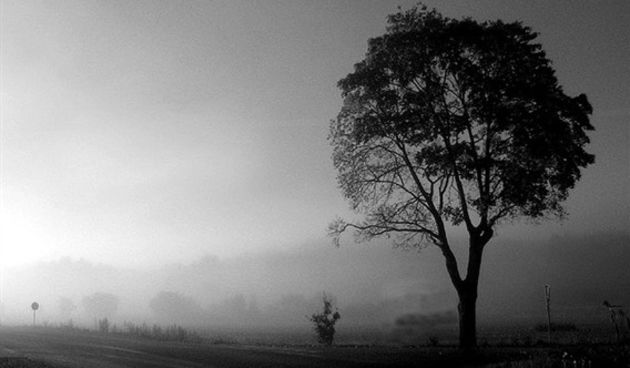 Genetski modificirano drveće/foto: Creative Commons (tportal)