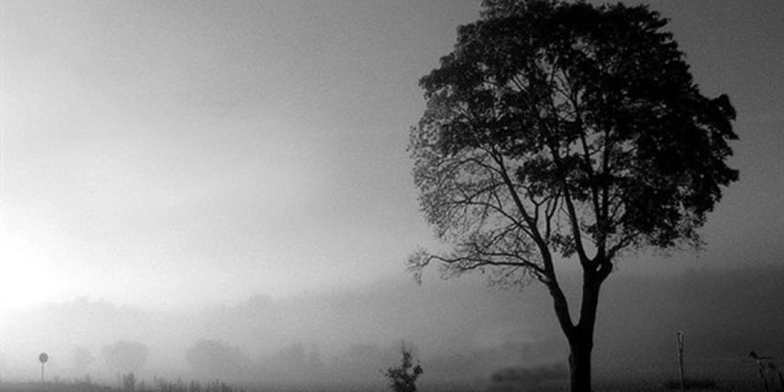 Genetski modificirano drveće/foto: Creative Commons (tportal) Genetski modificirano drveće/foto: Creative Commons (tportal)