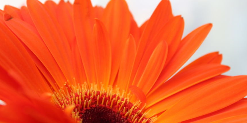 Sveti Filip i Jakov: 11. Dani cvijeca Zadarske zupanije, Foto: Martin Brkljaca