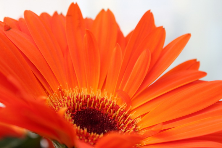 Sveti Filip i Jakov: 11. Dani cvijeca Zadarske zupanije, Foto: Martin Brkljaca Sveti Filip i Jakov: 11. Dani cvijeca Zadarske zupanije, Foto: Martin Brkljaca