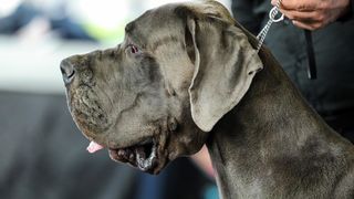 Izložba pasa na Zagrebačkom velesajmu Izložba pasa na Zagrebačkom velesajmu