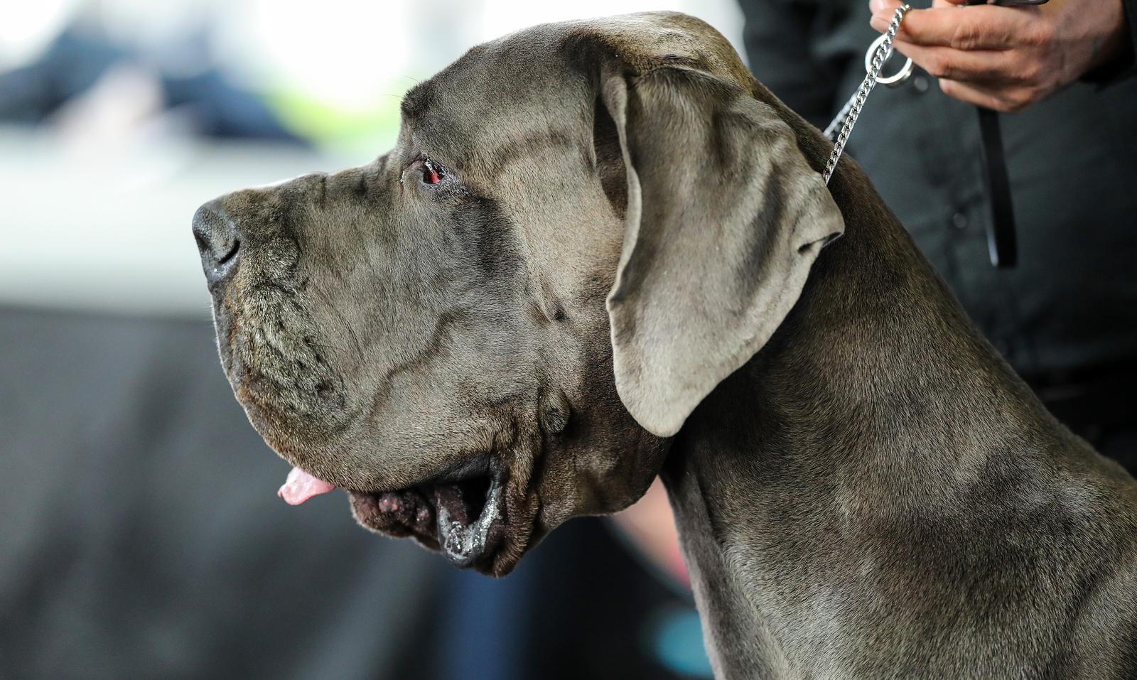 Izložba pasa na Zagrebačkom velesajmu Izložba pasa na Zagrebačkom velesajmu