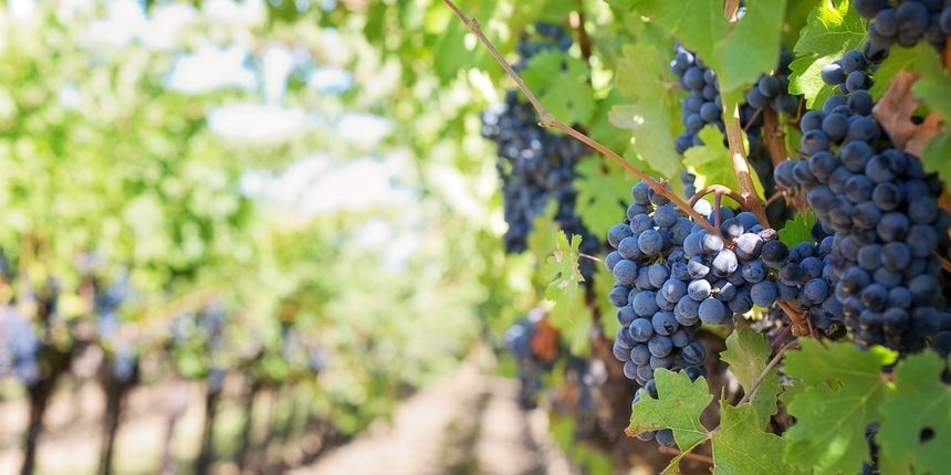 Kako izgleda kalendar prskanja vinove loze? Kako izgleda kalendar prskanja vinove loze?