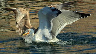 Galeb, Foto: Petar Botteri Galeb, Foto: Petar Botteri