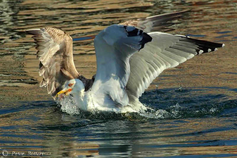 Galeb, Foto: Petar Botteri Galeb, Foto: Petar Botteri