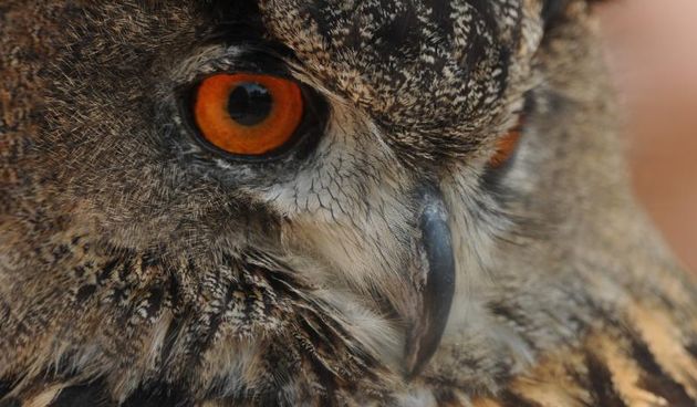 Sokolarski centar u Dubravi pokraj Šibenika, koji je ujedno i jedina bolnica za divlje ptice u Hrvatskoj, pravi je mamac za domaće i strane goste.   Photo: Hrvoje Jelavic/PIXSELL