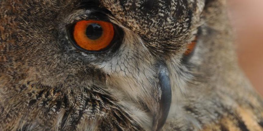 Sokolarski centar u Dubravi pokraj Šibenika, koji je ujedno i jedina bolnica za divlje ptice u Hrvatskoj, pravi je mamac za domaće i strane goste.   Photo: Hrvoje Jelavic/PIXSELL