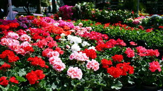 Otvorena 2. Vrtna izložba “Cvijet Zadra”. Foto: Marija Cvetković