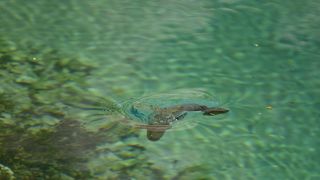 Izvor rijeke Cetine- odmor za oči i dušu