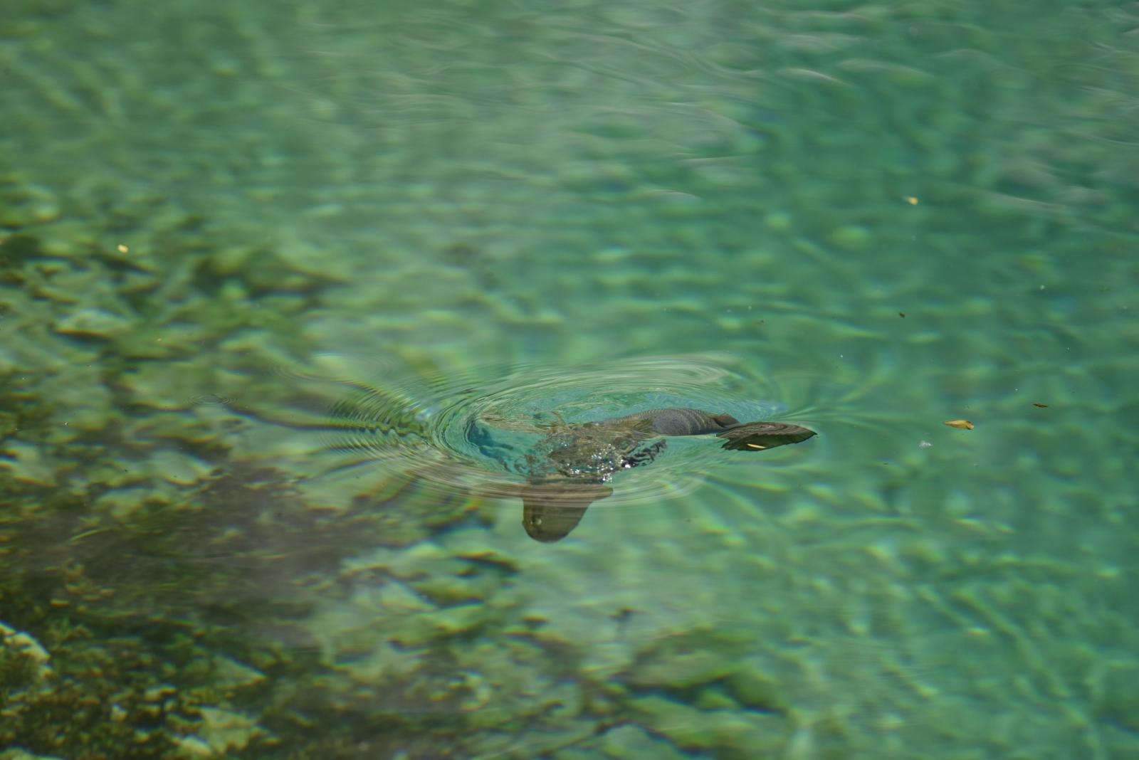 Izvor rijeke Cetine- odmor za oči i dušu