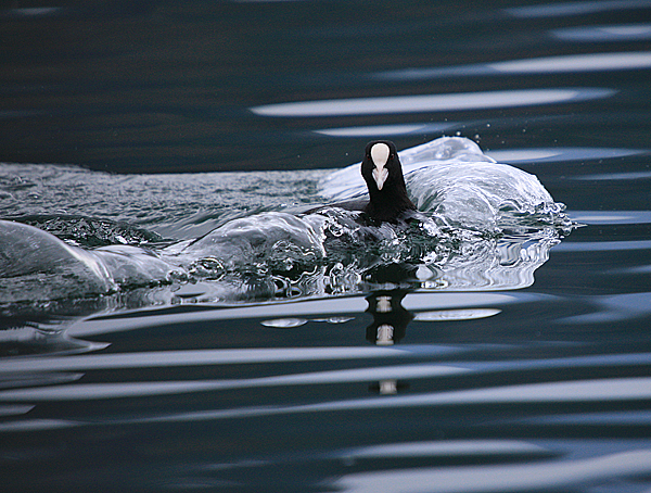 Bled i Bledsko jezero Bled i Bledsko jezero
