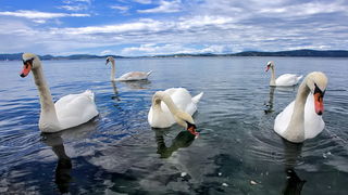 Labudovi u Bibinjama 12. svibnja 2013.  Foto: Roberto Lerga